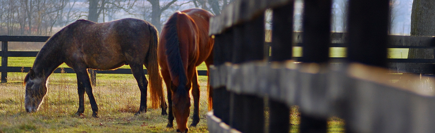 ParaScreen e - Equine Parasite Testing and Horse Fecal Egg Count Testing. Test for worms and parasites with our home mail in kit.